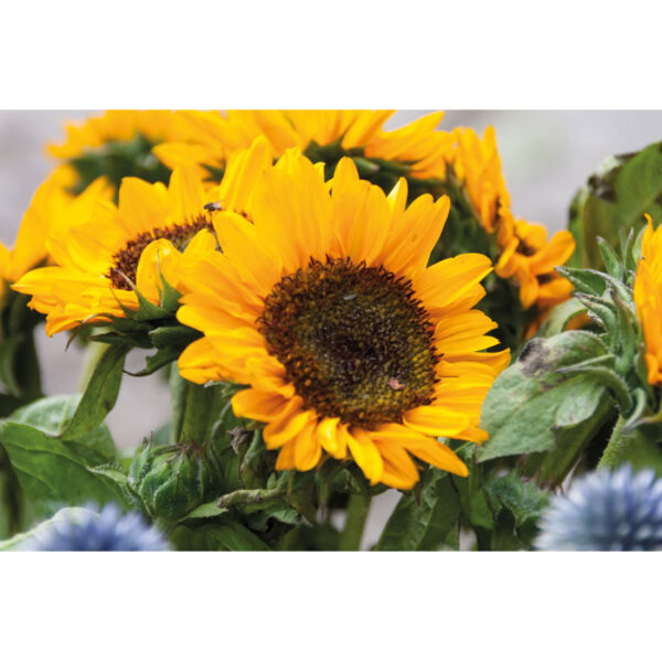 GIRASOL - Image 4
