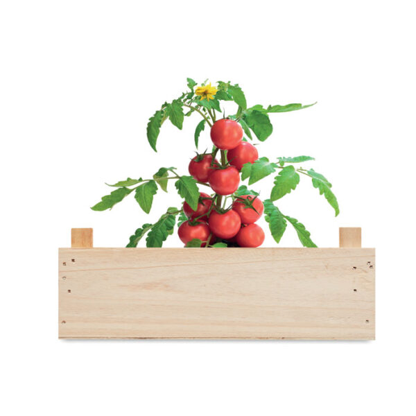 TOMATO - Image 5